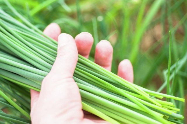 Ăn Lá Hẹ Có Kích Dục Không? Sự Thật Bạn Cần Biết
