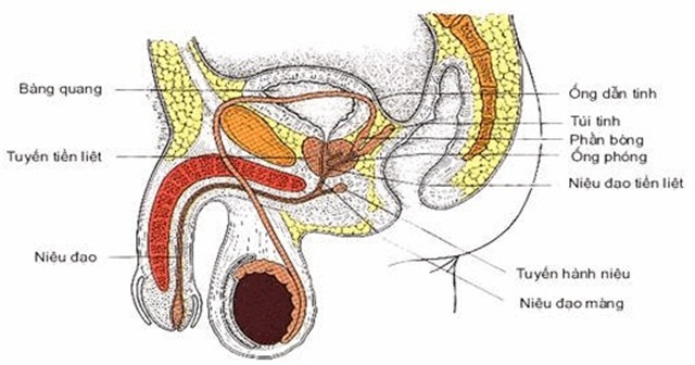Có nhiều yếu tố ảnh hưởng đến mức testosterone